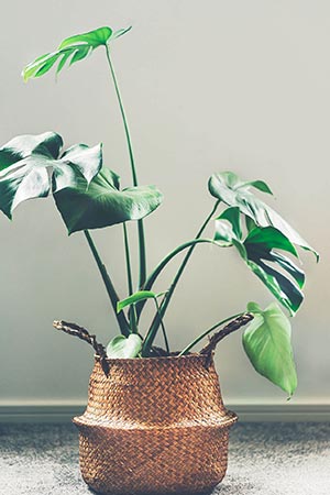 plants-gallery-1